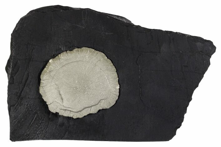 Pyrite Sun on Slate - Sparta, Illinois #348938